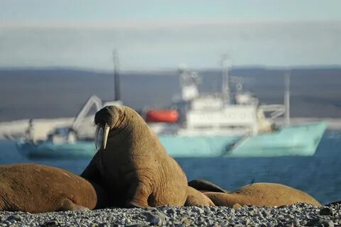 Морской зверь и рыболовство