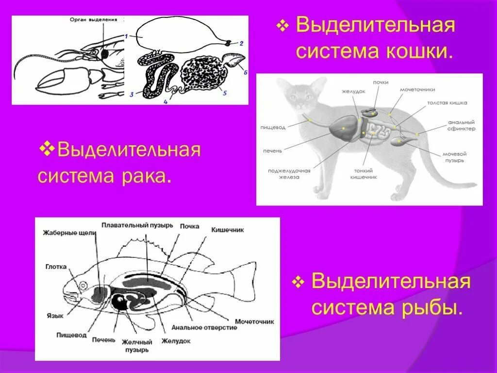 Выделение биология 6 класс кратко. Выделительная система животных. Выделение (биология). Выделительная система кошки. Органы выделения у животных.