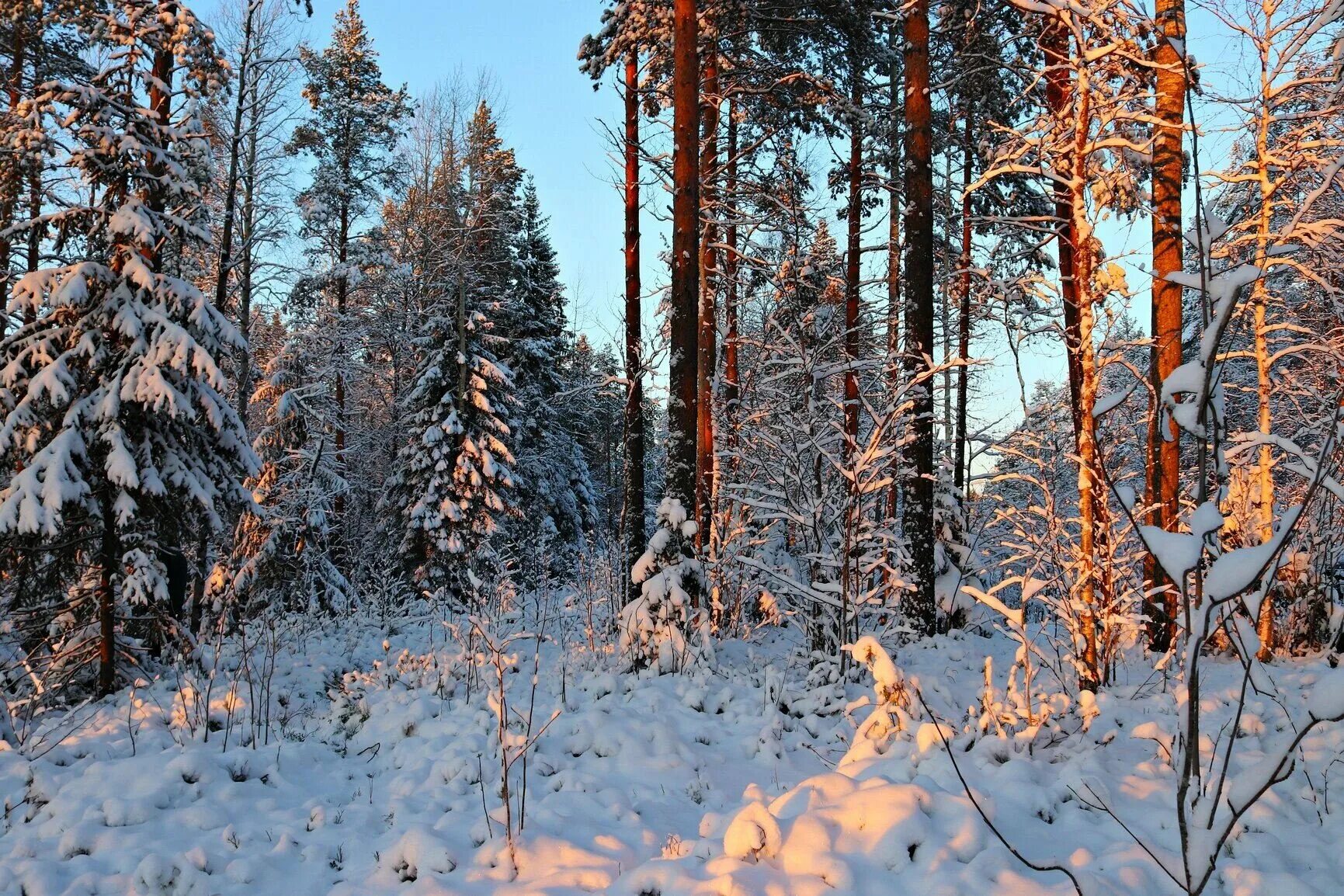 В лесу зимой можно. Зимой в лесу. Зимний лес. Русский лес зимой. Природа Архангельской области зимой.