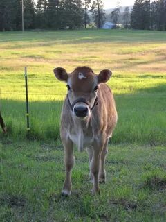 Small cow