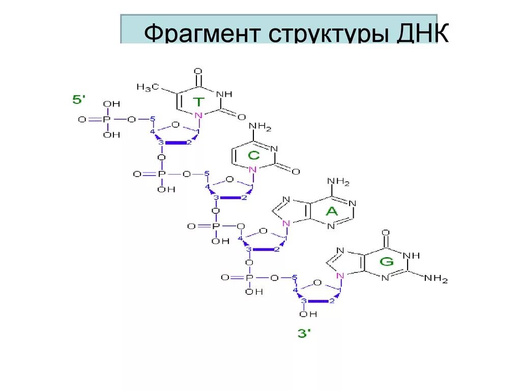 Какая формула молекулы днк. Строение молекулы ДНК формула. Фрагмент ДНК формула. Фрагмент структуры ДНК. Структура ДНК формула.