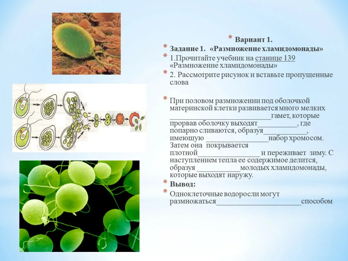 Клеточная стенка хламидомонады. Фагоцитоз хламидомонада. Хламидомонада гетеротроф. Хламидомонада растение.