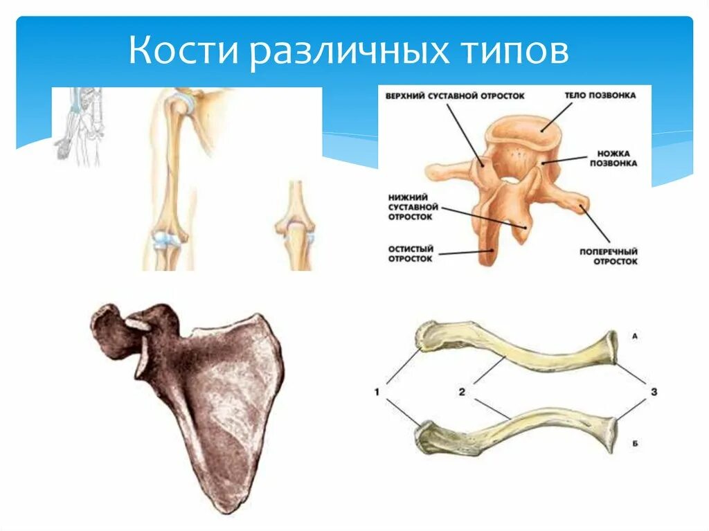 Какой тип костей. Классификация костей. Кости трубчатые губчатые плоские смешанные. Анатомическая классификация костей. Типы костей человека.
