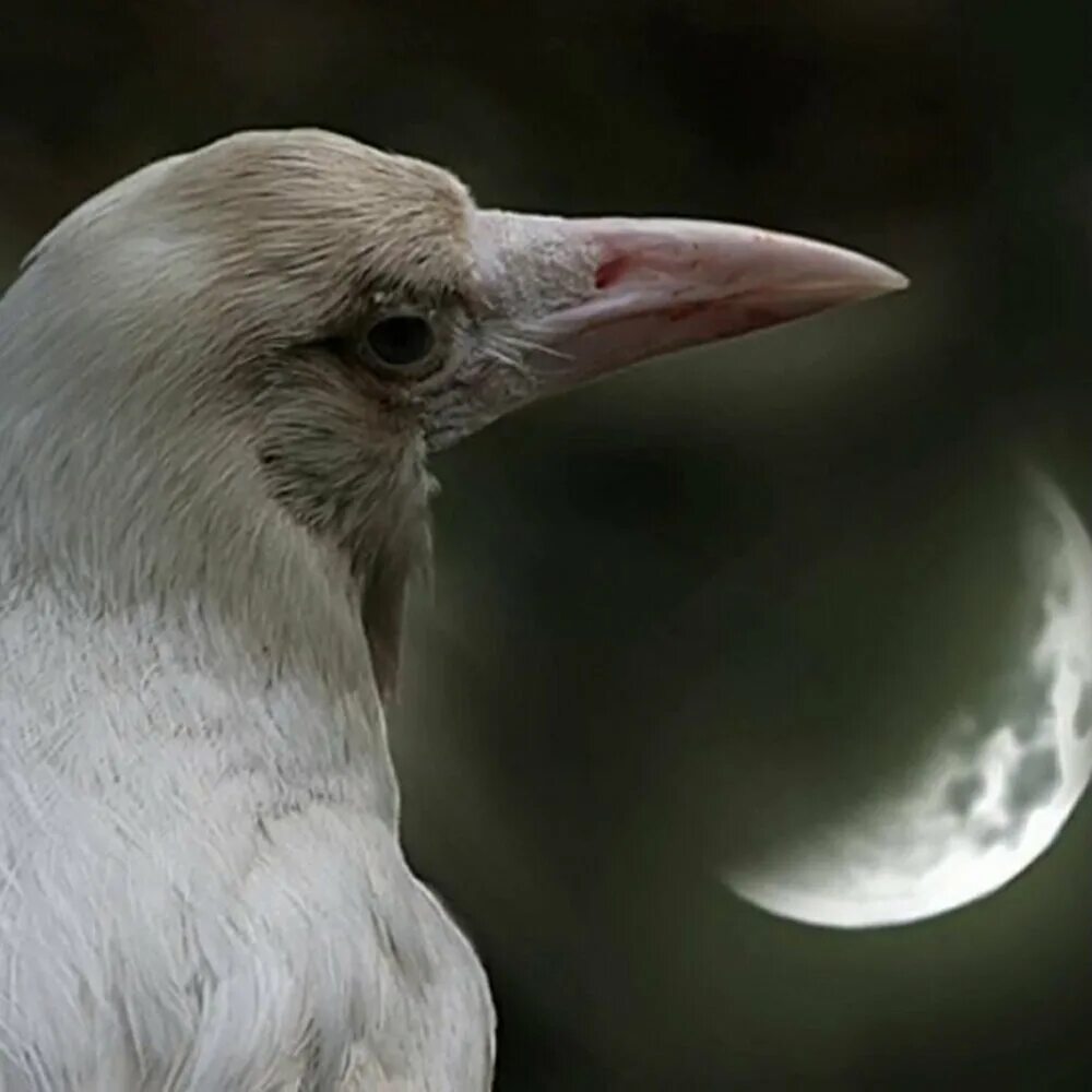 Rare Crow Crow, Crows drawing, Albino