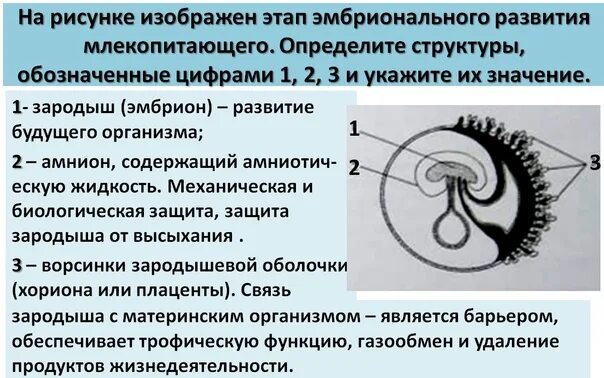 Эмбрион млекопитающего ЕГЭ биология. Эмбрион млекопитающих строение ЕГЭ. Строение зародыша ЕГЭ И функции. Строение зародышевых оболочек ЕГЭ.