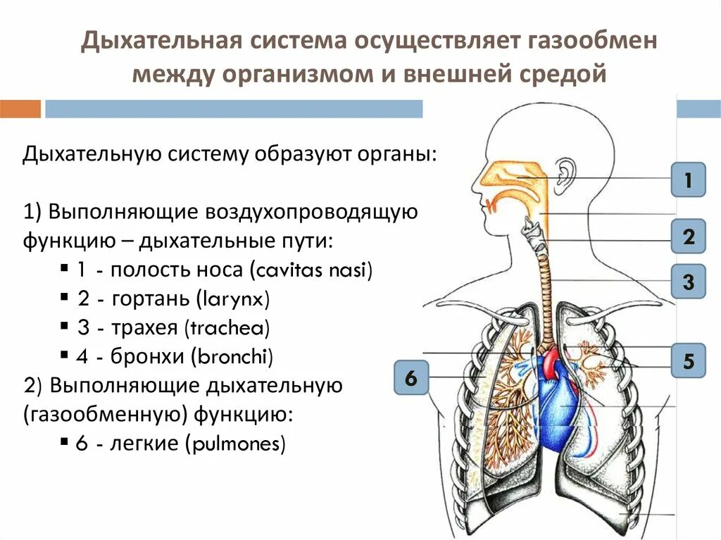 Вспомните как регулируется дыхание у человека зная. Воздухоносная система анатомия человека. Дыхательная система органов структура. Система органов дыхания строение и функции. Функции органов дыхательной системы.