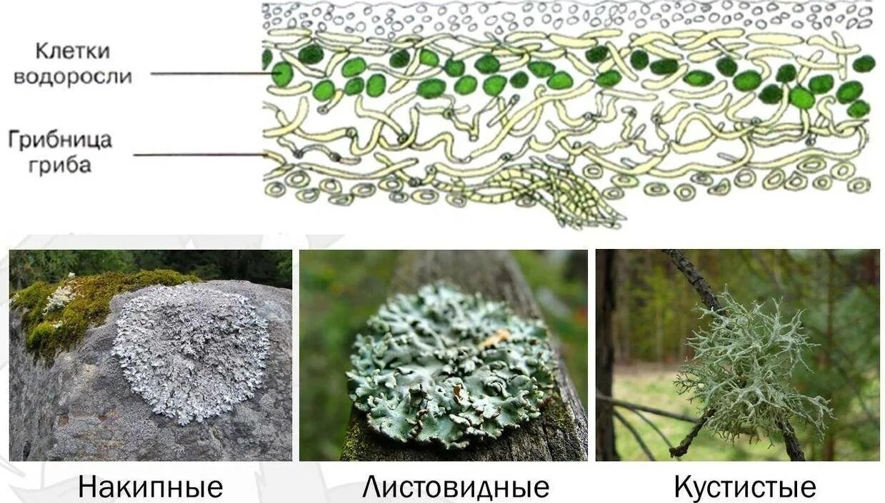 Лишайники функции гриба и водоросли. Строение слоевища лишайника. Лишайники строение лишайников. Гомеомерное слоевище лишайника. Строение лишайника рисунок.