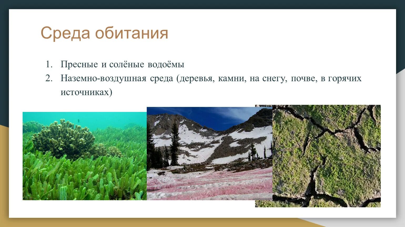 Пресные и соленые водоемы. Наземно-воздушная среда обитания в пресных водоемах. Наземно-водная среда обитания. Наземная среда обитания.