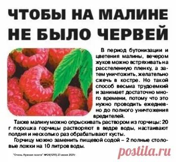 Чем обработать малину от вредителей