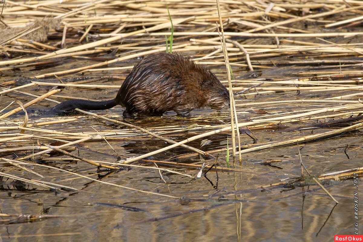 Отряд Грызуны ондатра. Ondatra zibethicus. Крыса ондатра. Фотография ондатры. Известно что ондатра полуводное млекопитающее