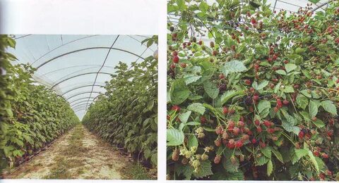 Как выращивать малину в украине.