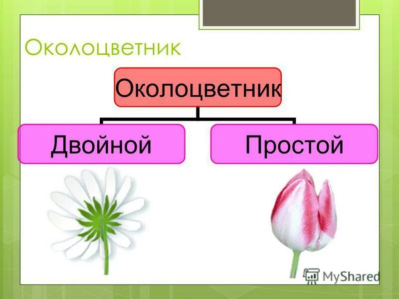 Для всех представителей класса характерно наличие околоцветника. Двойной околоцветник и простой околоцветник. Функции околоцветника.