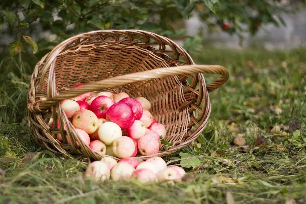 Сельское хозяйство русь 17 век. Жатва 1. Ламмас лугнасад. Жатва 1. Урожай хлеба.