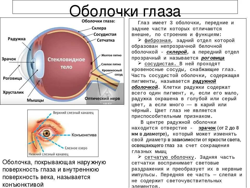 Место выхода зрительного нерва не воспринимающее лучей. Строение оболочек глазного яблока анатомия. Сосудистая оболочка глазного яблока состоит. Строение внутренней оболочки глаза. Таблица строение глаза название строение функции.