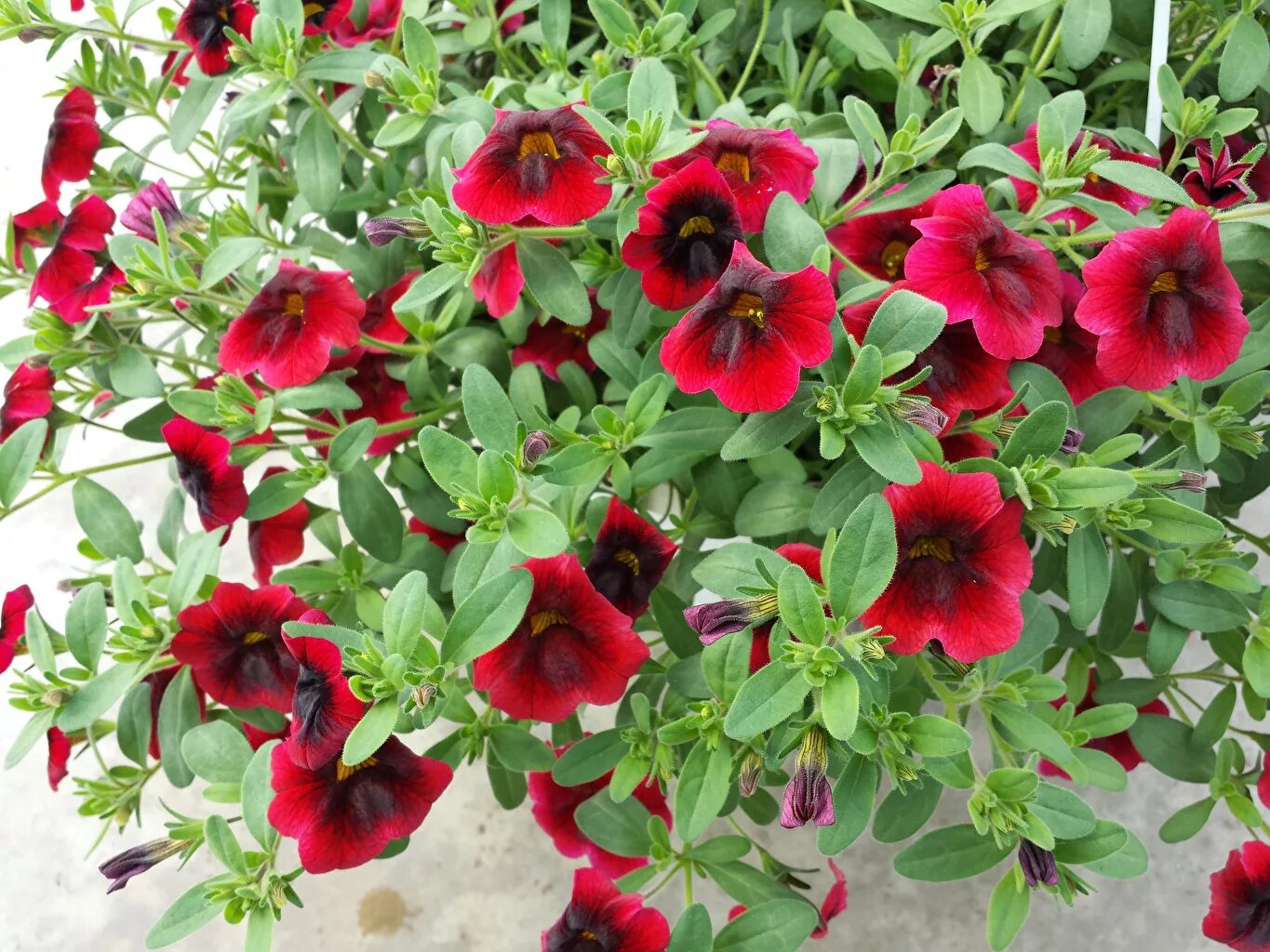 Калибрахоа calibrachoa kali magenta. Петуния калибрахоа ампельная. Калибрахоа бургунди. Калибрахоа double dark red. Калибрахоа каблум черри.