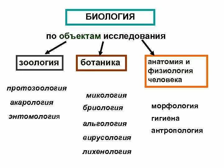 Области биологии. Основные разделы биологии. Биологические науки по объекту изучения. Разделы биологии по объекту изучения.