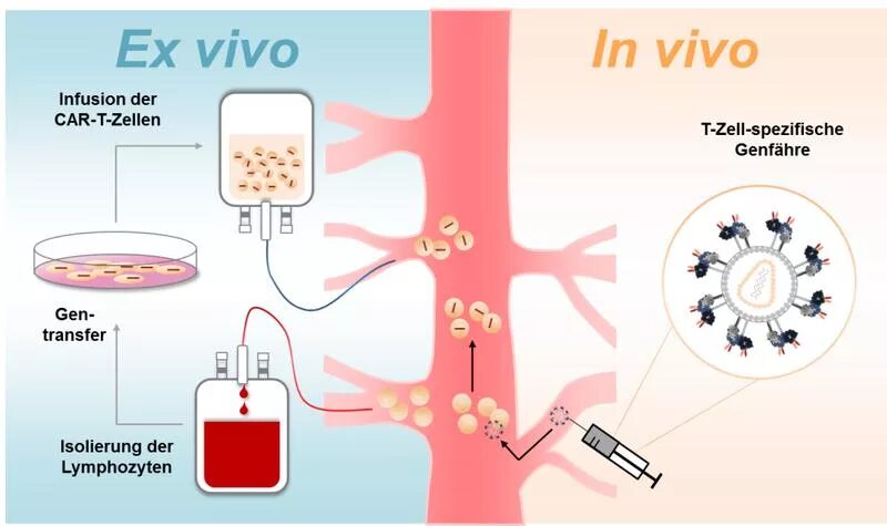 Генная терапия in vivo ex vivo. Методы in vivo. Методы in vivo и in vitro. Типы генной терапии.