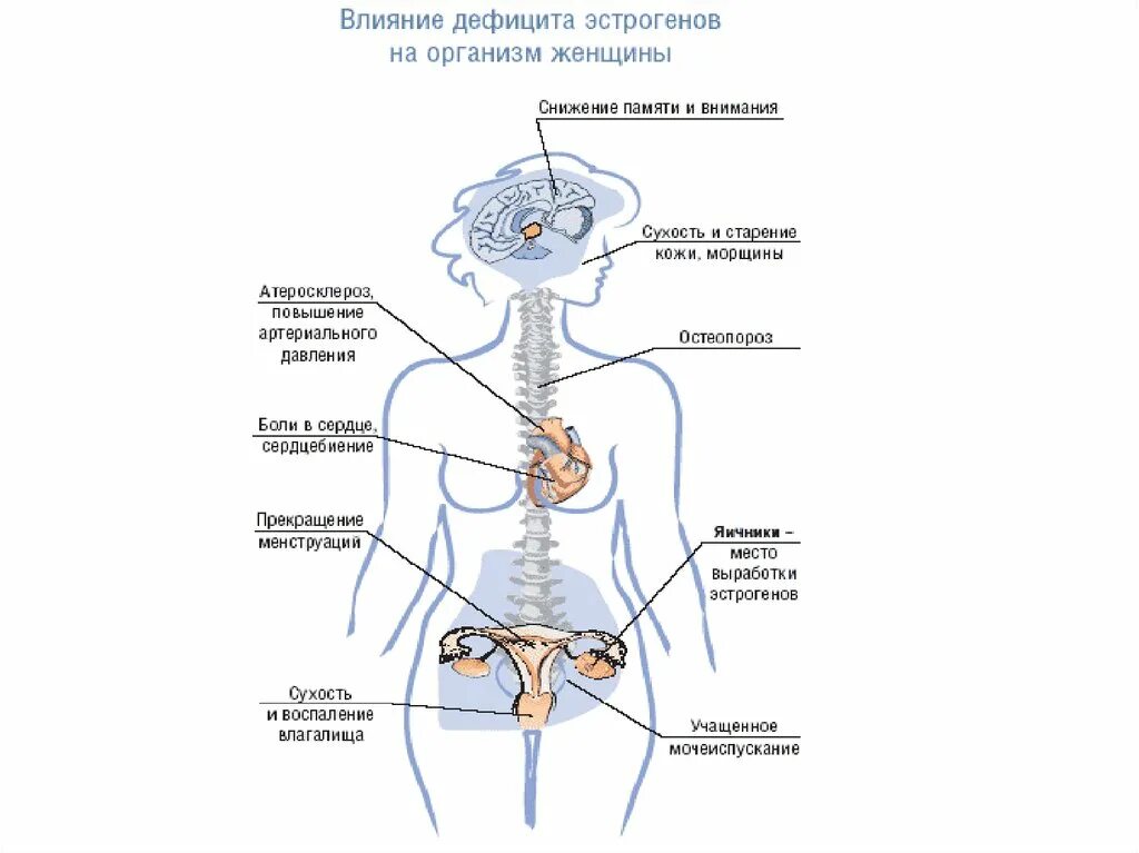 Эстроген влияние на организм. Влияние эстрогенов на женский организм. Влияние дефицита эстрогенов на организм женщины. Организм женщины. Влияние эстрогена на женщину.