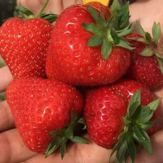 Клубника априка фото и описание отзывы садоводов