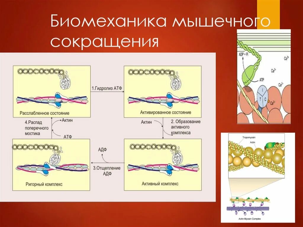 Нарушение мышечного сокращения. Биомеханика мышечного сокращения. Мощность мышечного сокращения биомеханика. Схема мышечного сокращения. Биомеханический механизм сокращения и расслабления мышц.