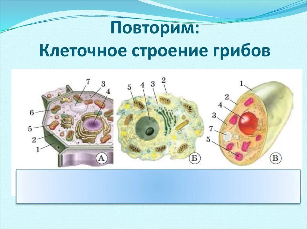 Строение растительных животных и грибных клеток. Строение клеток растений животных грибов и бактерий рисунок. Строение клетки грибов грибная клетка. Строение растительной животной и грибной клетки.