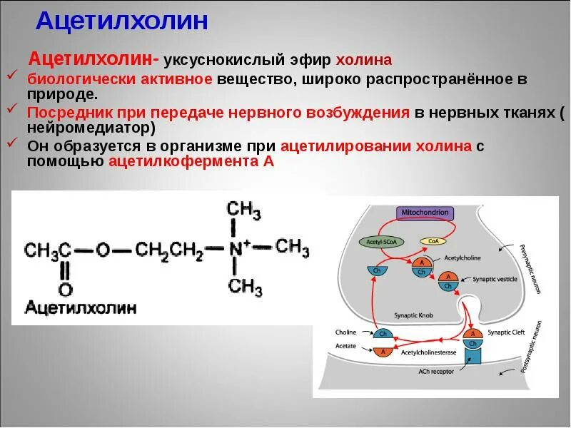 Холин ацетилхолин. Схема передачи сигнала для адреналина и ацетилхолина. Реакция образования ацетилхолина. Ацетилхолина из Холина реакция.