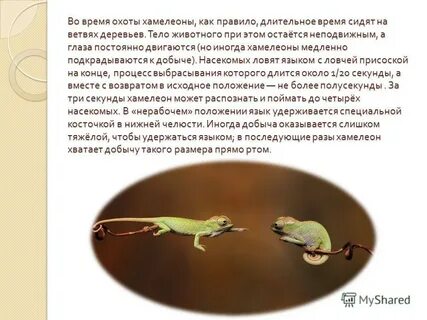 Хамелеон минус