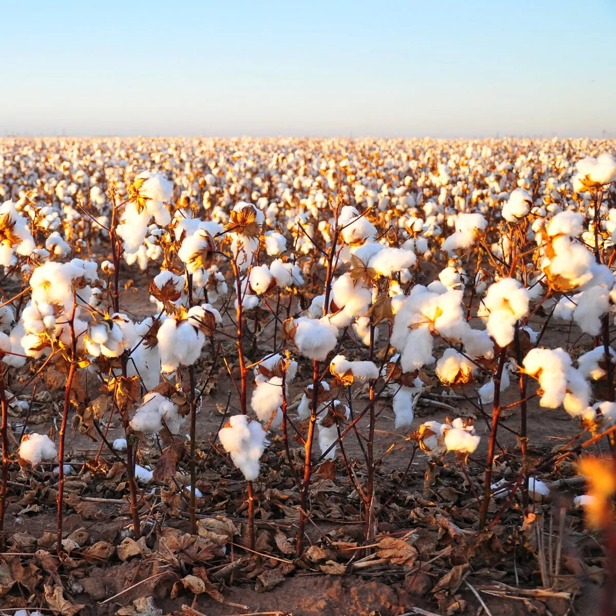 Хлопчатник эстетика. Хлопковое поле аризона. Хлопковые поля в китае. Хлопок цветет. Трава 14.