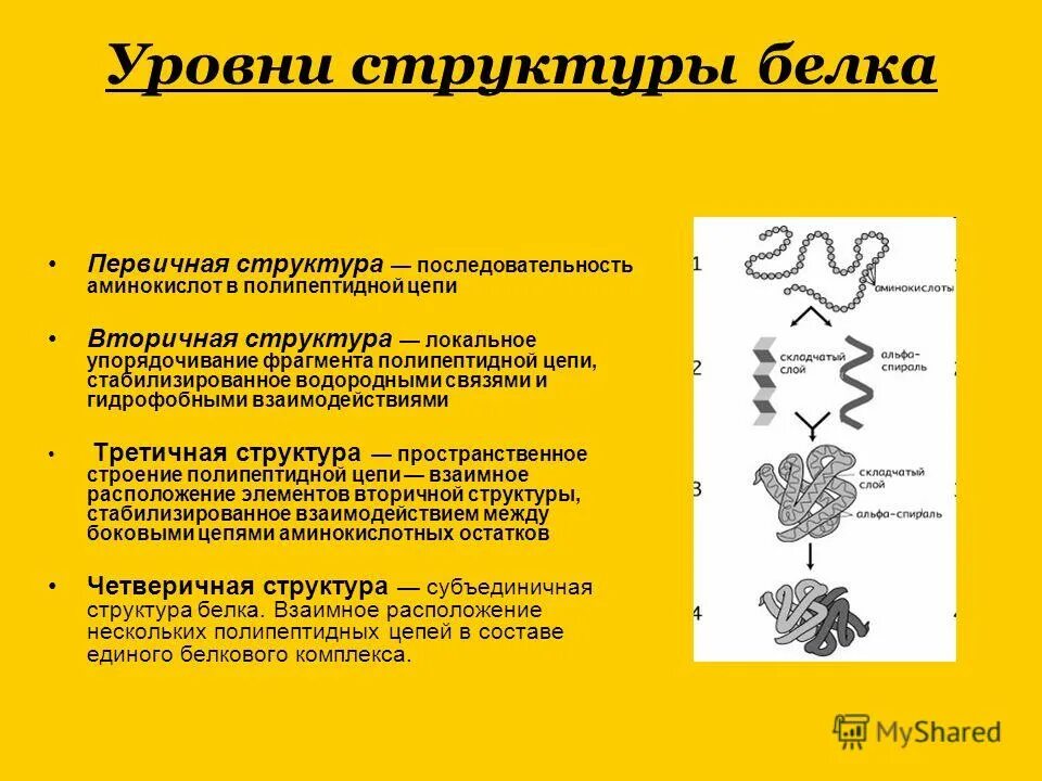 Вторичную структуру белка определяют. Структура белков первичная вторичная третичная четвертичная. Первичная вторичная третичная структура белка. Первичная структура белка вторичная структура. Взаимосвязь первичной и третичной структуры..