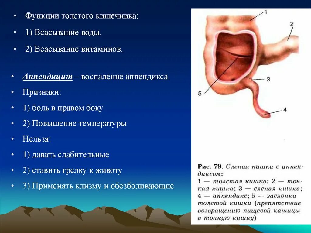 Какой сок в толстом кишечнике. 3 Функции Толстого кишечника. Функции толтсого уишечник. Функции в толстом кишечнике. Функции Толстого кишки.