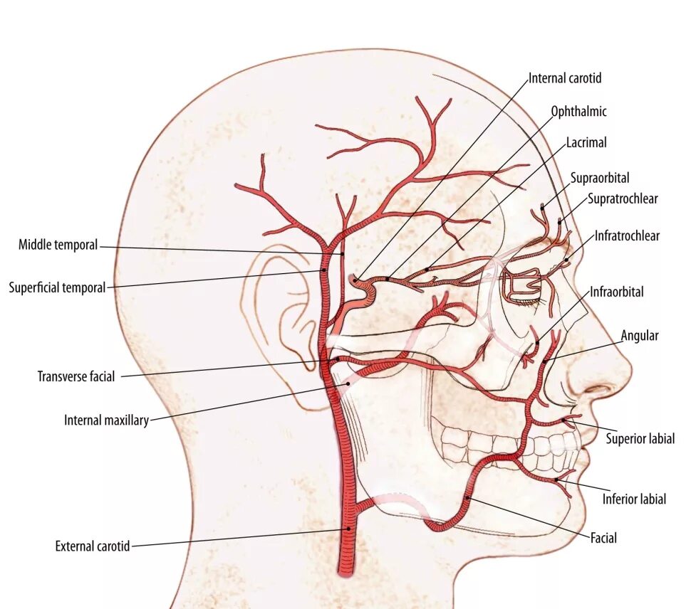 Наружная сонная артерия где. Лицевая артерия ветви схема. Наружная Сонная артерия схема. Кровеносные сосуды лица топографическая анатомия. Лицевая артерия анатомия ветви.