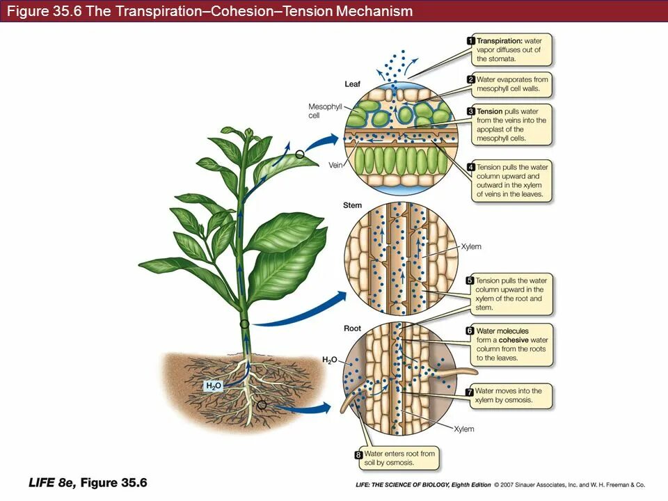 Plant physiology. Анатомия и физиология растений. Физиология растений изучает. Физиология растений это наука. Физиология и морфология растений.