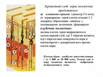 Клетки зерна