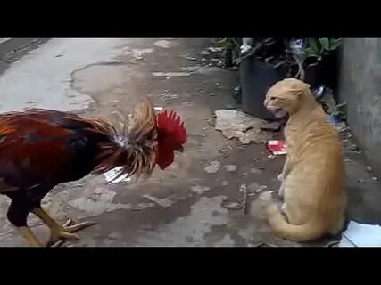 Петух нападает
