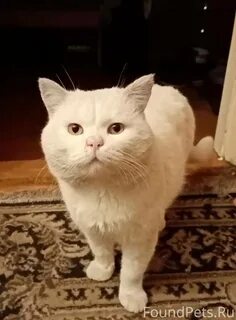 Кот лелик