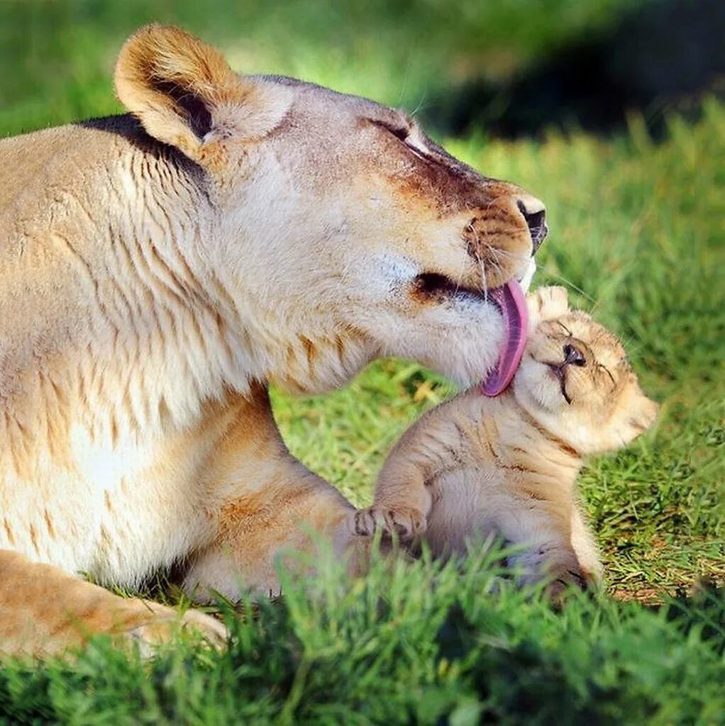 Лев умывается. Лев лижет львицу. Лев и львица. Лев оскал. Львица кусает льва.