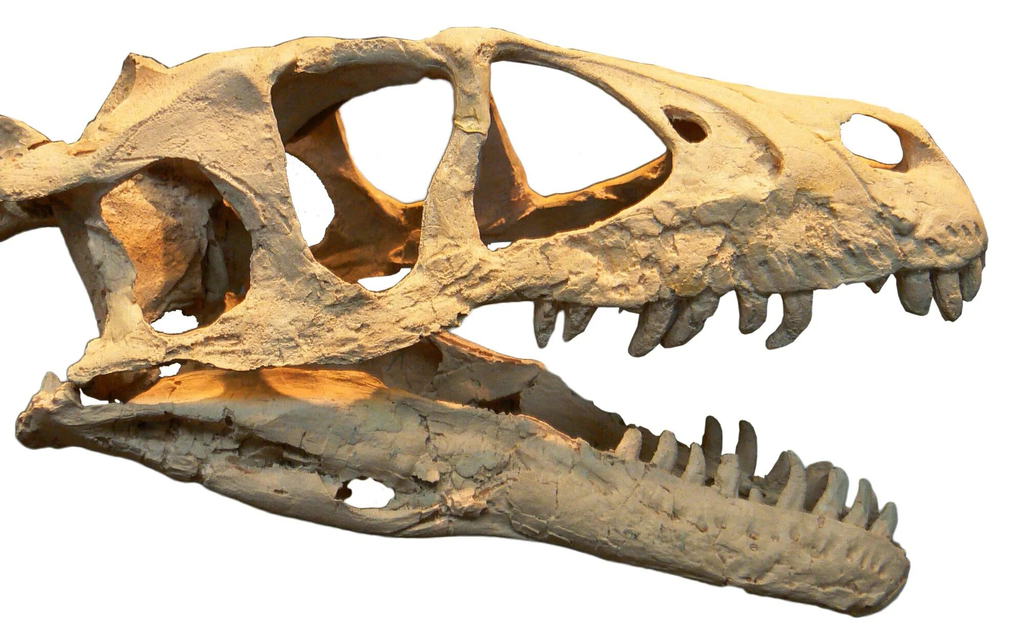 Дромеозавр. Дромеозавр скелет. dromaeosaurus albertensis. дромеозаврид. череп дромеозавра.