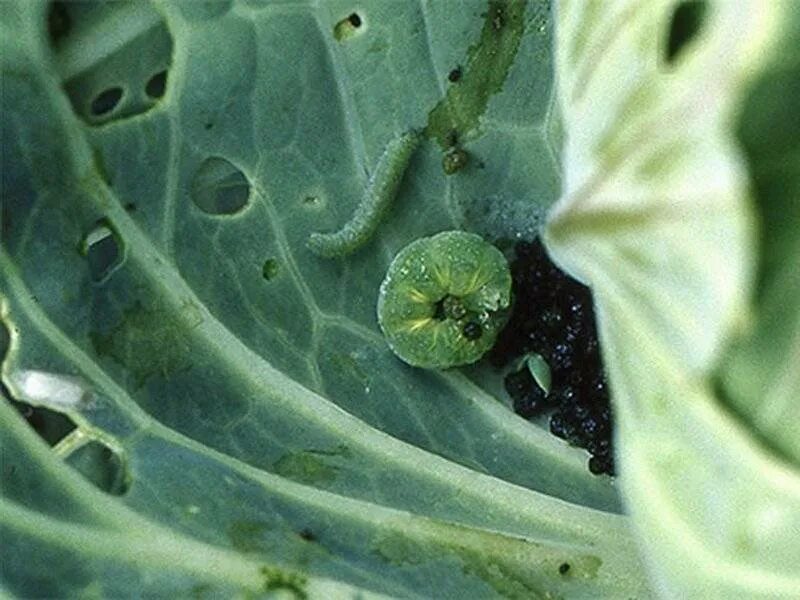 Капуста черные маленькие. Капуста вестри. Brassica oleracea клумбы. Капуста савойская пирожковая. Овощи капуста.