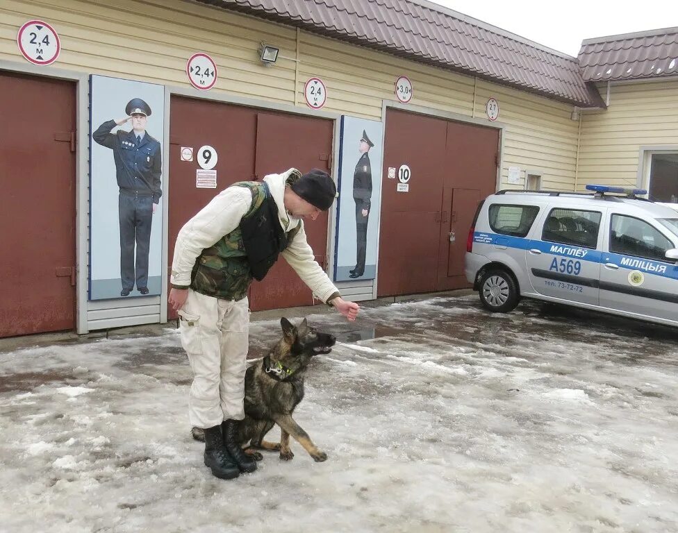 Милиция РБ питомник собак. Кинологи охрана на футболе. Охрана кинологами