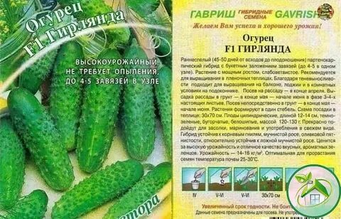 Описание сорта огурцов гирлянда