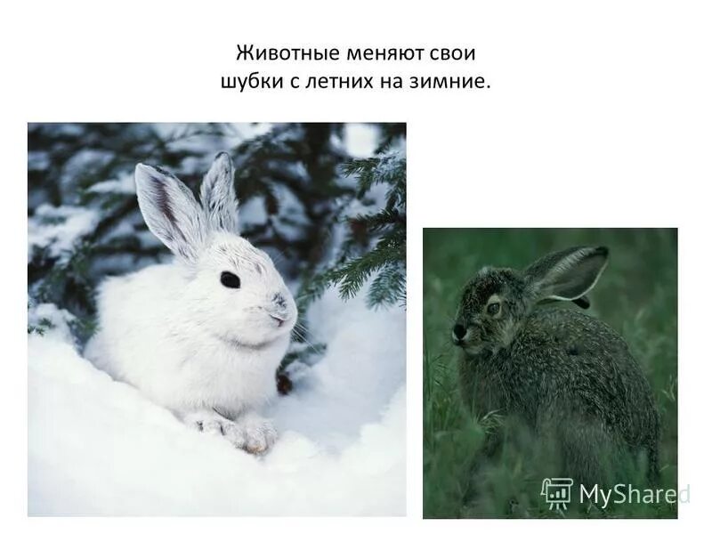 Животные меняют шубу. Какие животные меняют окрас. Животные меняющие шубку на зиму. Какие животные меняют шубку. Животные меняющие окраску зимой.
