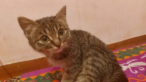 Мүше өте қиын