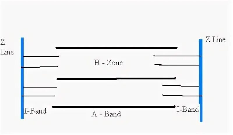 Z line