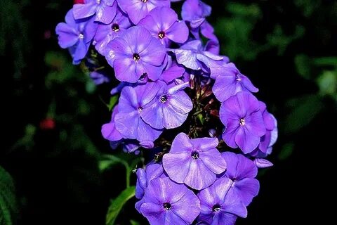 Флокс аметист