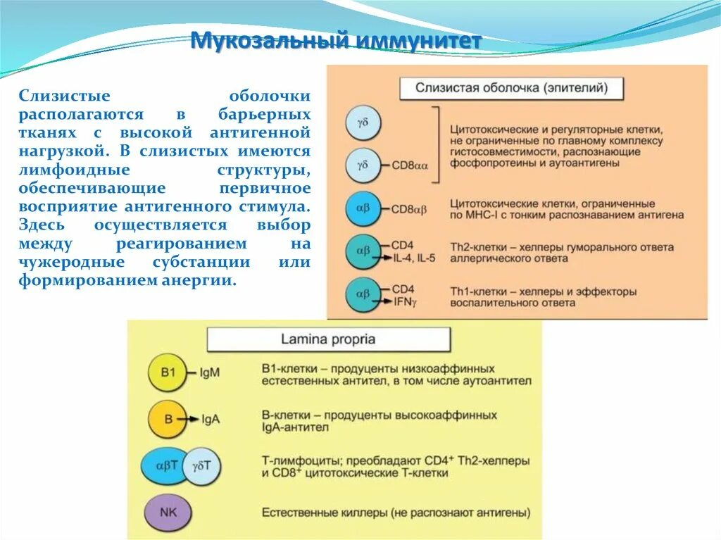 Клетки иммунной системы дыхательных путей