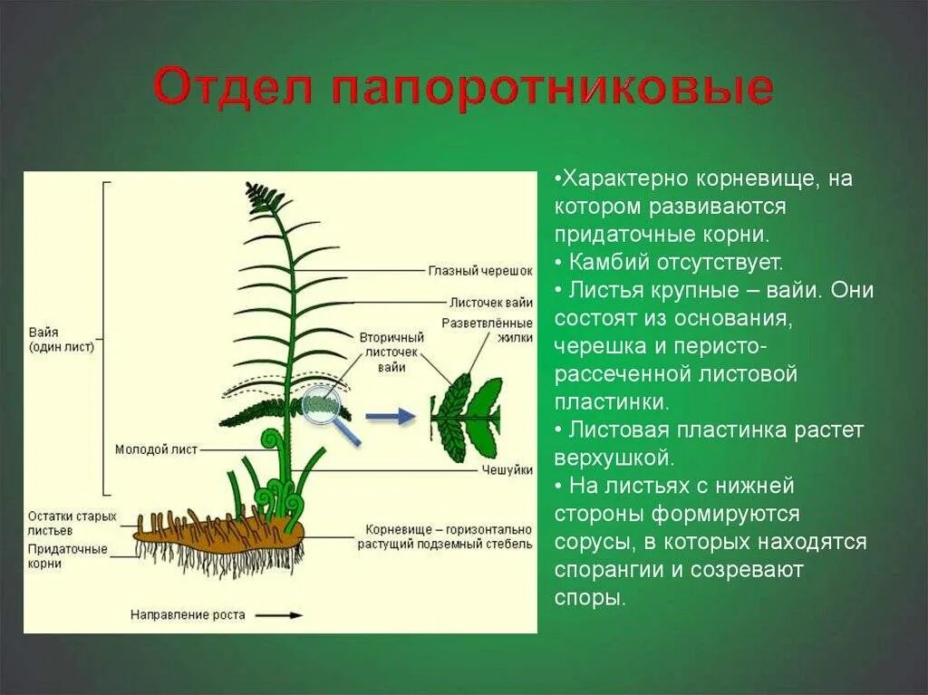 Спор корень. Отдел Папоротниковидные. Вайя папоротника спорофит. Отдел папоротники строение. Отдел Папоротникообразные строение.