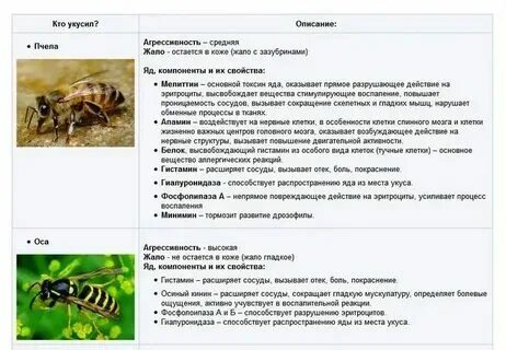 Осиный рой. Что делать если оса залетела в квартиру. Оса на окне. Африканская оса. Что делать если оса залетела в квартиру.