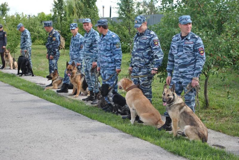 Служебные собаки кинологов