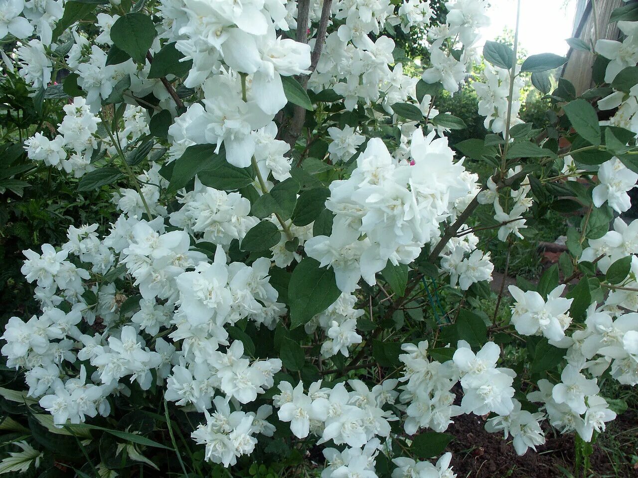 Чубушник фрости. Чубушник фрости морн. Чубушник фрости. Чубушник филадельфус. Чубушник махровый фрости морн.