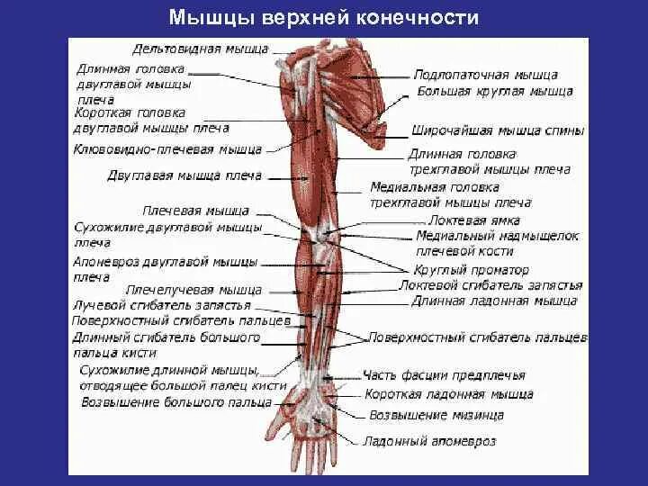 Надплечье. Мышцы верхней конечности предплечья. .Мышцы верхней конечности (плечо и предплечье). Лучевая мышца предплечья. Двуглавая мышца плеча мышцы верхней конечности.